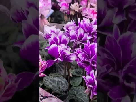 園芸 トルコシクラメン