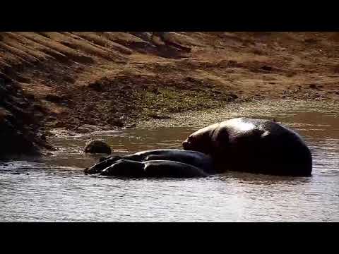 Djuma: Egyptian Gesse, Hippos and Impala - 09:34 - 07/07/21