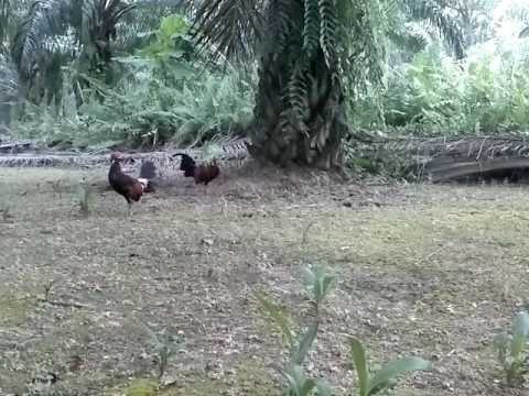 download lagu mp3 mp4 Selapis, download mp3 Selapis free download mp3, download mp3 Selapis