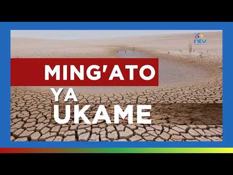 Mingato Ya Ukame | Maelfu ya mifugo waangamia na wakazi kubaki kwenye hatari ya njaa