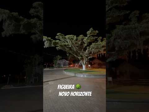 A figueira da comunidade de Novo Horizonte em Santa Rosa Do Sul/SC #brazil #natureza #santacatarina