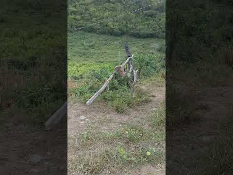 Fazenda Biquinha Município de Medina, Minas Gerais!