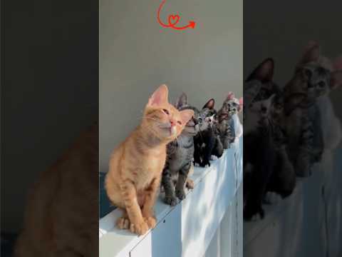 #petlovers#cutecatreact#catfunnyvedios#