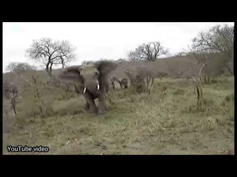 U.S. fugitive taunts elephants in Africa