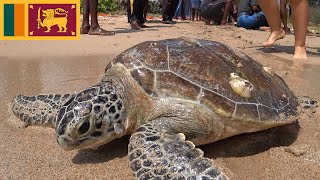 Turtles Catching Trincomalee Sri Lanka