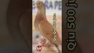 Download lagu Burung Merpati Burung dara termahal di indonesia #shorts  #merpatikolong mp3