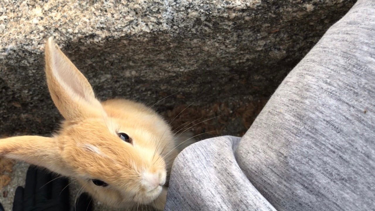 This friendly baby bunny is always looking for an opening to jump onto my lap.
