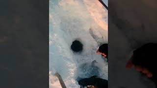 Ловля налима зимой на иртыше