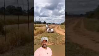 Foi logo no lombo eo boi 😱