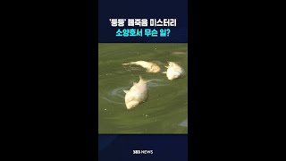 '둥둥' 떼죽음 미스터리..소양호서 무슨 일? #shorts