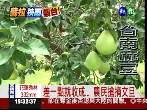 "蘇拉"今晚發威! 農民忙搶收