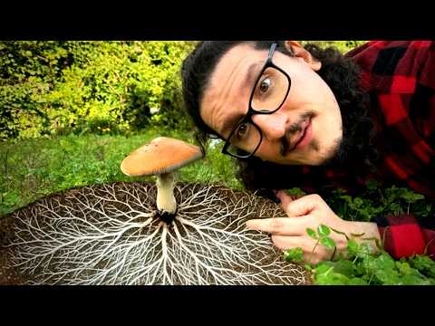 Funghi: cosa sono davvero e perché sotto terra nascondono un segreto gigante