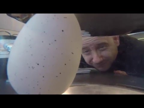 Blues Brothers Radio3i ADOTTIAMO UN DINOSAURO