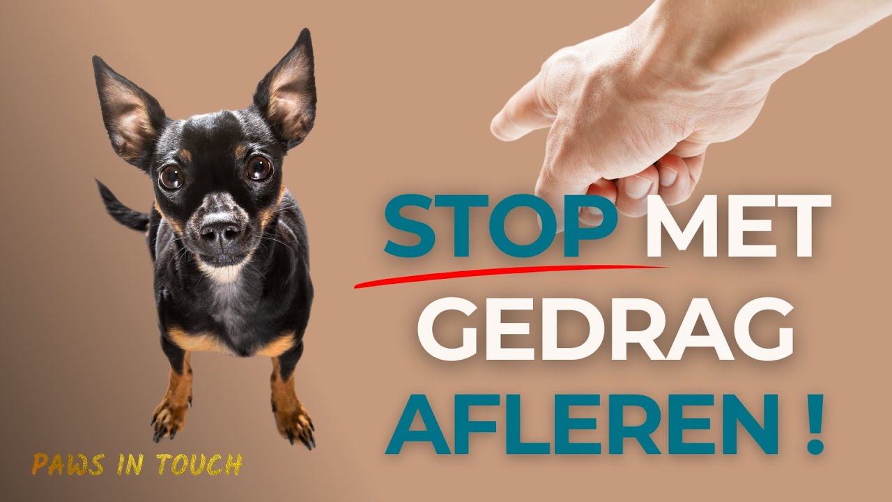 Gedrag afleren bij honden? Dit is waarom dat NIET werkt!