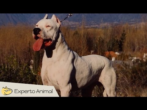 ¿Sabes el origen del dogo argentino?