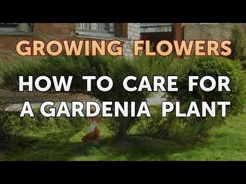 How to Grow Lantana From Saved Seeds