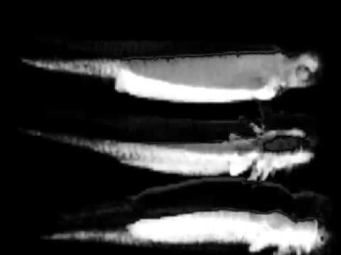 A Scanner Darkly - Pay For The Printer (Music Video)