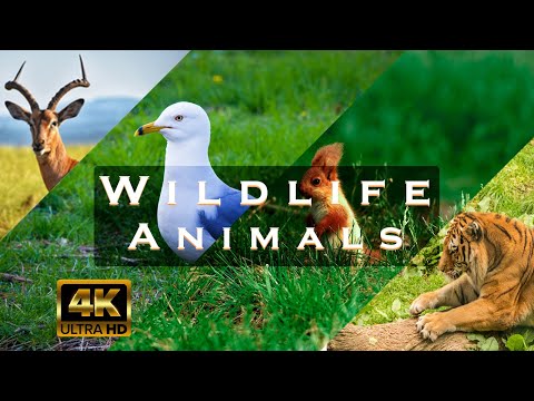 Wild animals collection in 4K Ultra HD | Best animals video | Complete animals Planet video | Relax
