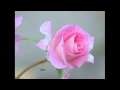 Adharam Madhuram Omalale