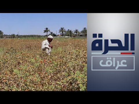 شاهد بالفيديو.. نجاح تجربة زراعة نبتة "العصفر" المقاومة للجفاف في ديالى