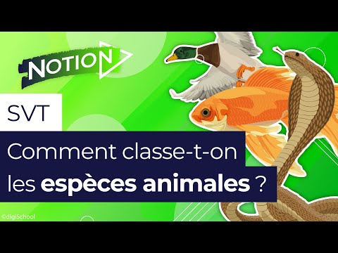How does animal classification work?