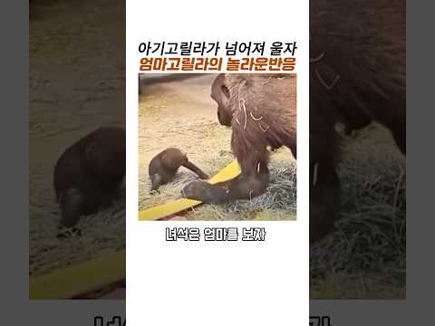 아기고릴라가 넘어져울자 엄마고릴라 놀라운반응#감동 동물#모성애