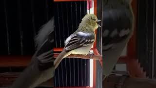 Download lagu burung sertu panggilan cipo gacor masteran unik cocok buat smua burung mp3