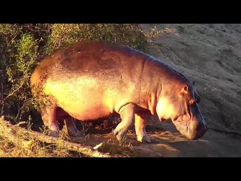 Djuma: Hippo goes out of dam to mark, then back in - 16:38 - 05/17/20