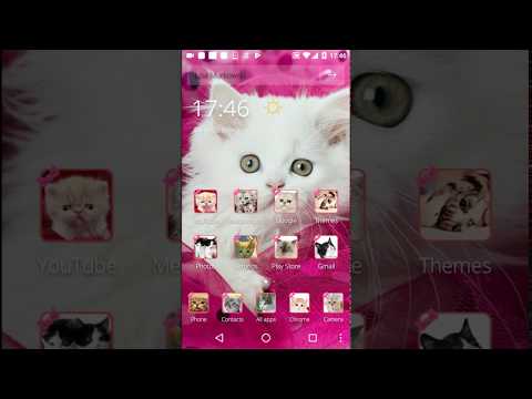 Pink Persian white Cat theme Video