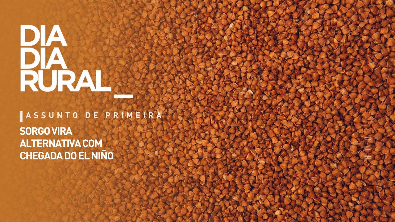 Sorgo vira alternativa com chegada do El Niño
