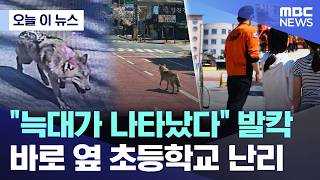 대전 오월드에서 탈출한 늑대 지금도 생포 준비중