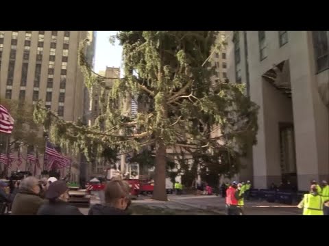 ニューヨークのロックフェラーセンターにクリスマスツリーが到着 (Christmas tree arrives at NYC's Rockefeller Center)