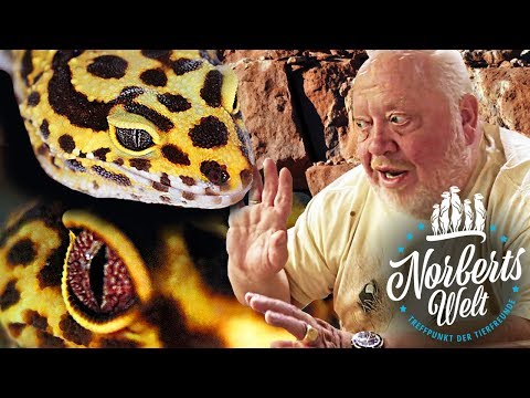 TAIL RIPS OFF! | The LEOPARD GECKO or Leopard Gecko? | Norbert's World | Zoo Zajac