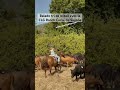 guide randonnée équestre corse saison 2026