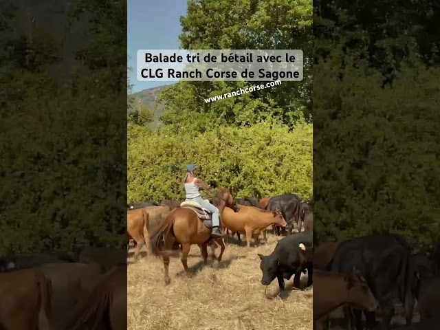 guide randonnée équestre corse saison 2026