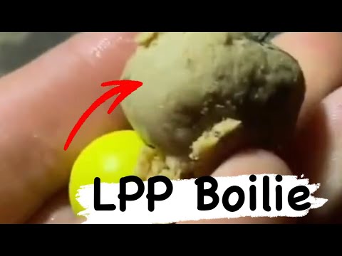Ich habe den neuen LPP Boilie von Imperial Baits schon getestet -  W O W, was für ein Boilie 👌👍🔥