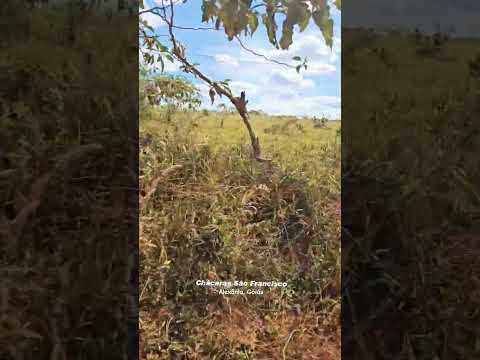 Chácaras de 2 hectares planas, terra vermelha em Alexânia, Goiás por 170Mil a vista