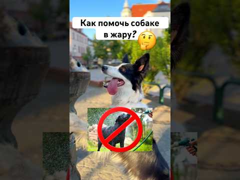 А у кого уже лето?)🌞 #окки #собака #лето #жара #догблогер #советы #вода #купаниесобаки #влог #треш