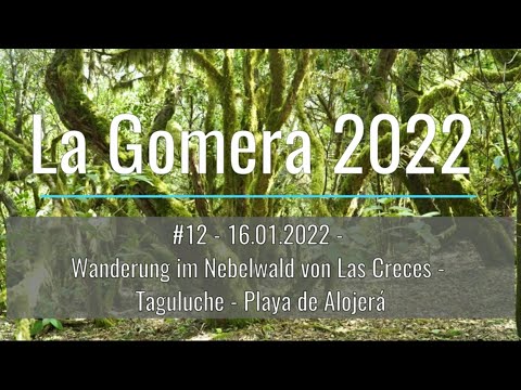 La Gomera 2022-16.01.2022 -Wandern im Nebelwald von Las Creces-Taguluche-Alojerá-EinfachNurReisen.de