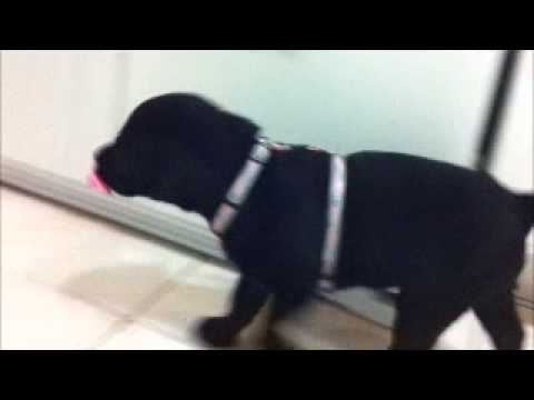 PUPPY SUCKS HER DUMMY