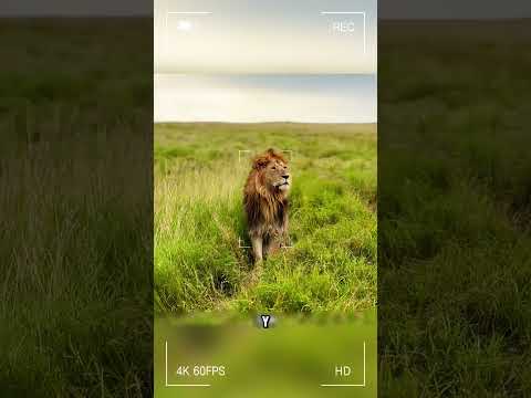 El león salvó a un búfalo #curiosidadesanimales #animales #animalesalvajes