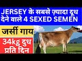 JERSEY गाय के 4 BEST SEXED SEMEN Drcharandeep