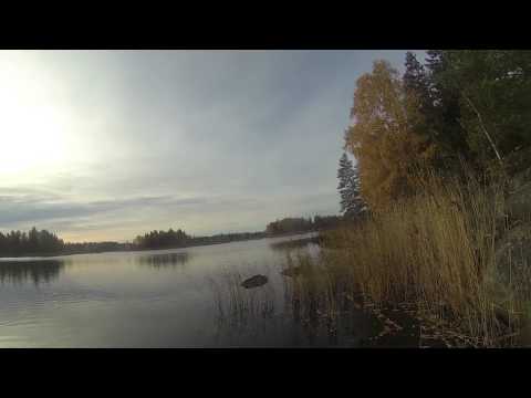 +10kg hauen metsästystä Vaasassa 13.10.2013