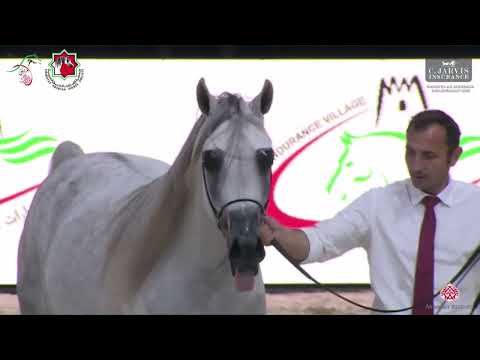N.308 M.O AL LAHAB - Emirates AH Breeders Championship 2023 - Stallions 4+ Years Old Section A (...