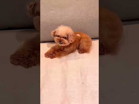 Забавный тест со снегом на собаках ❄️🐶😂#shorts