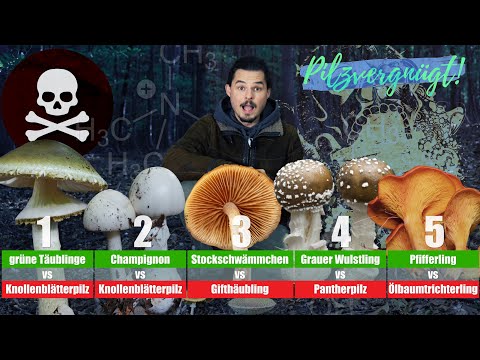 Pilze: ACHTUNG LEBENSGEFAHR 😱 Die 5 gefährlichsten Pilzverwechslungen sicher vorbeugen! 🚨