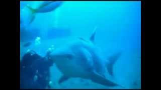 preview picture of video 'Bull Shark Feeding - Santa Lucia Cuba'