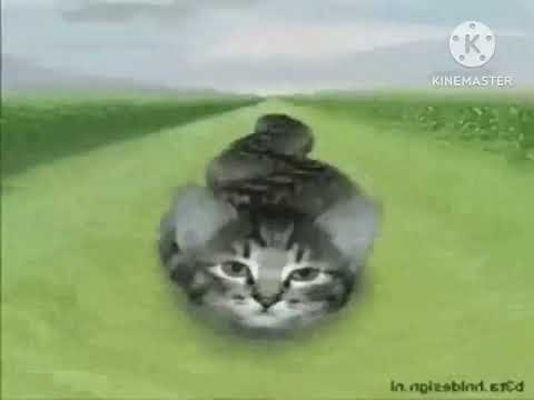 Preview 2 Numa Cats V6