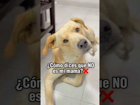 Pruebas suficientes💁🏻‍♀️✅🐶#perros #perritos #parati #mascotas #perroslindos #doglover #foryou