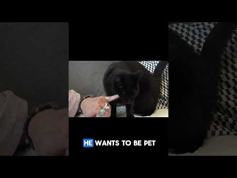 Want a Cat to Like You Immediately?